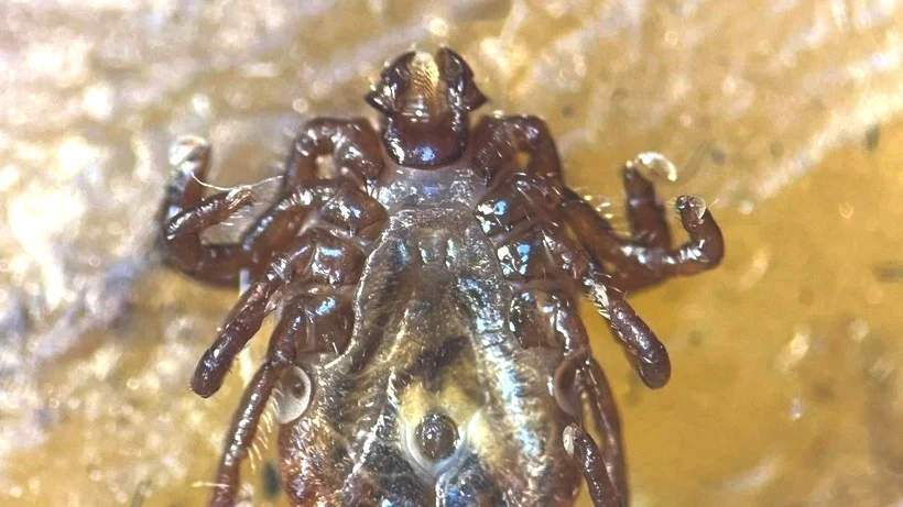 Türkiye'de İlk Kez Görüldü Hızla Üremeye Başladı! Fark Etmeden Temas Ediyor, 30'dan Fazla Hastalık Taşıyor - Resim: 4