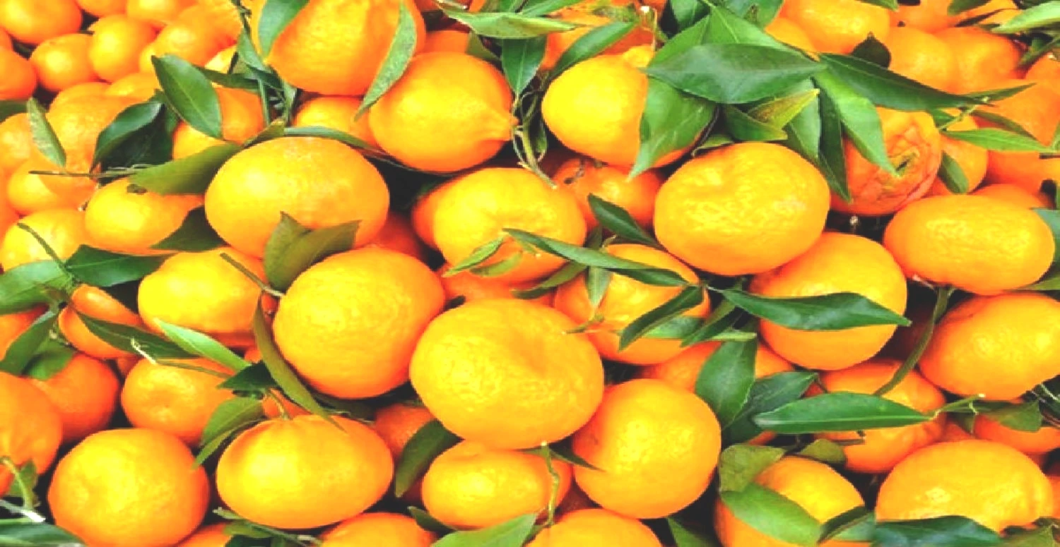 Limon arasındaki çiçek